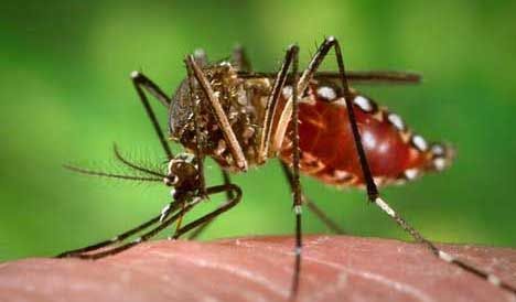 Exotic Mosquito-Borne Diseases Are Not So Exotic | IDWeek 2023