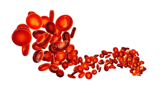 Red blood cells on white background | Image credit: ©nobeastsofierce stock.adobe.com