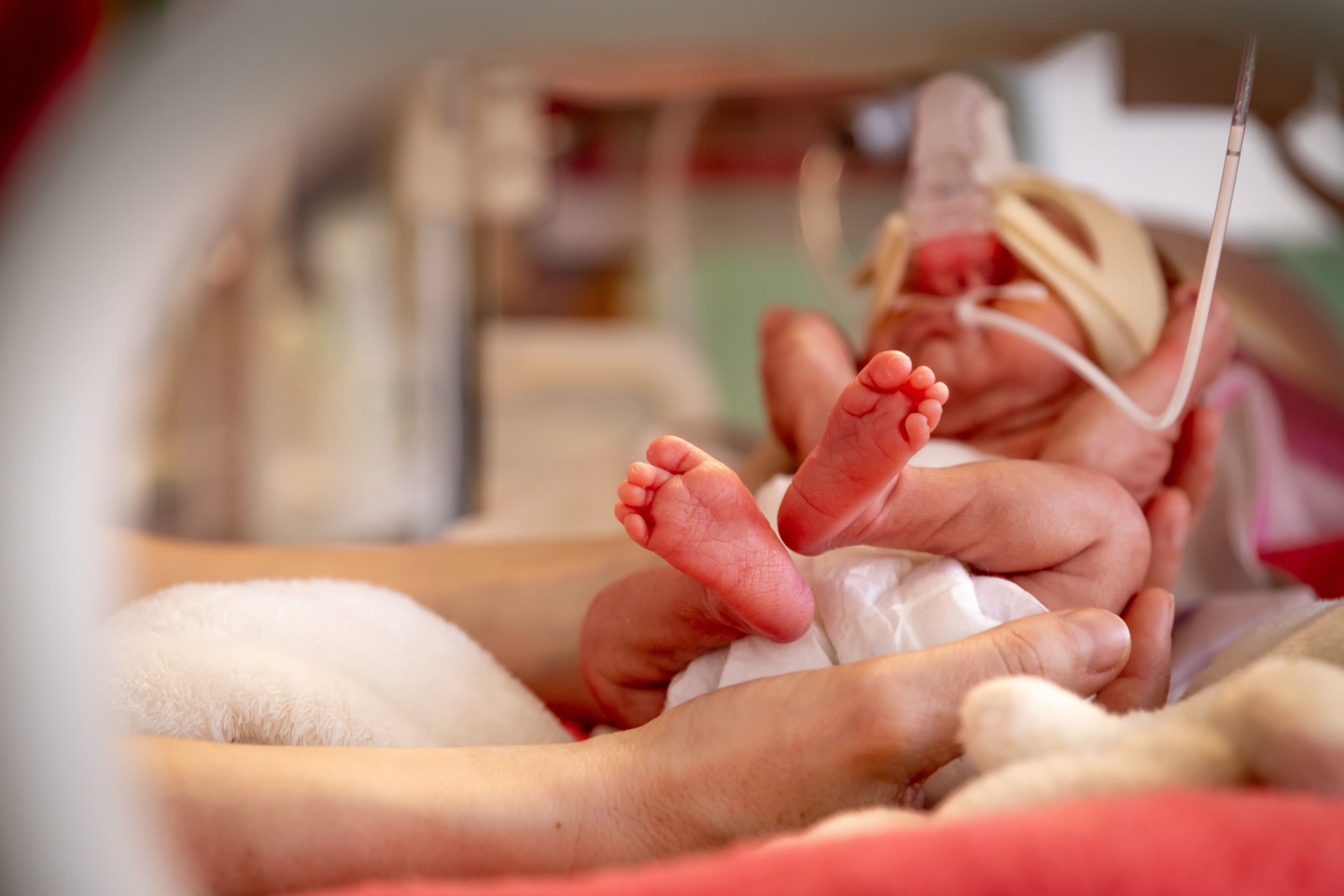 Premature babies in NICU | Image credit: ©peterbako stock.adobe.com