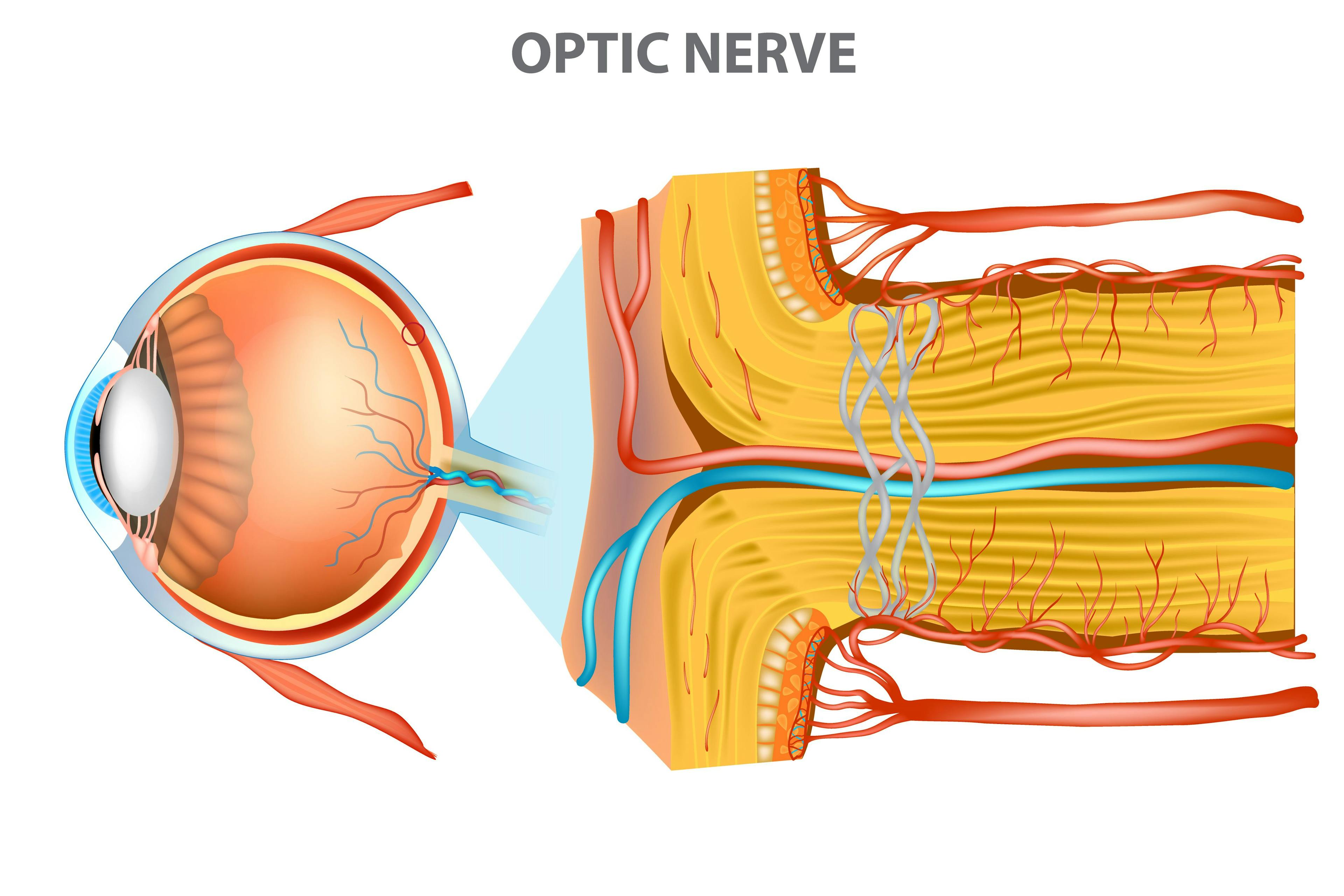 medical illustration of optic nerve | Image credit: ©sakurra adobe.stock.com