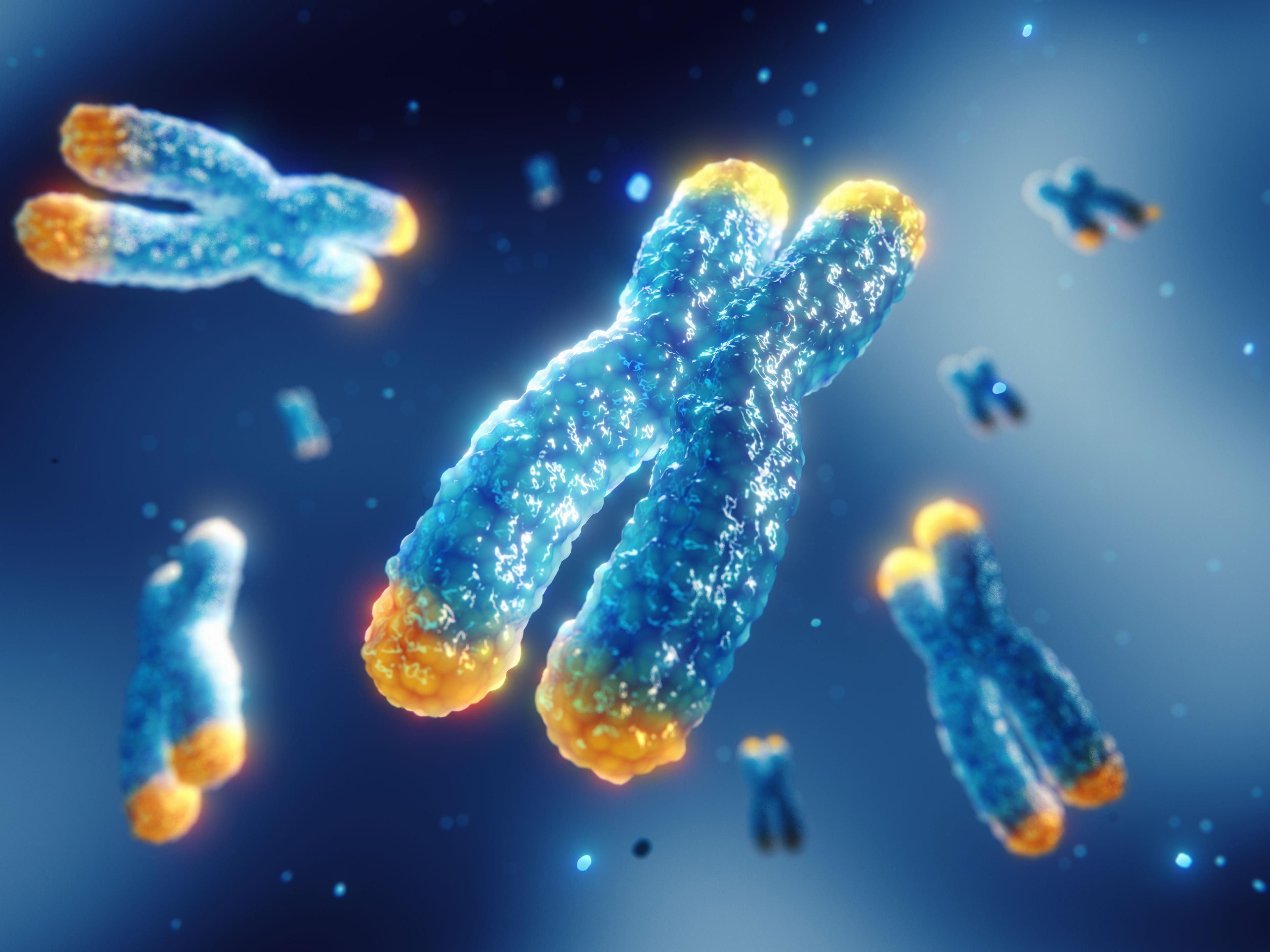 blueish chromosome with telomere in orange | Image credit: ©nobeastsofriend stock.adobe.com