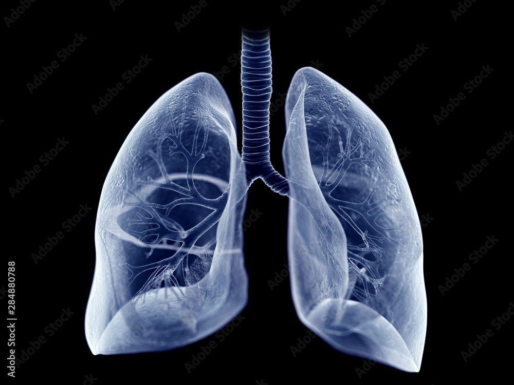 grey image of the lungs | Image credit: ©Sebastian Kaulitzki