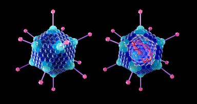 rendering of adenovirus structure | Image credit: ©TuMeggy stock.adobe.com